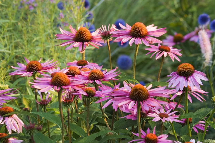 echinacea tea benefits for skin